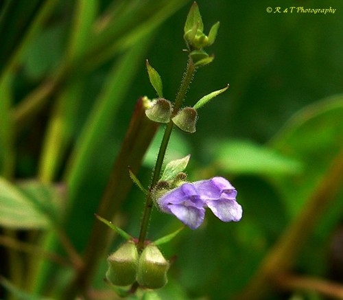 {Scutellaria lateriflora}